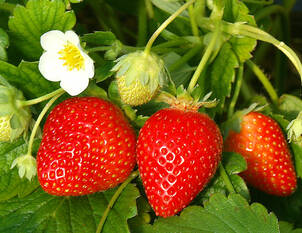 Erdbeere – Fragaria