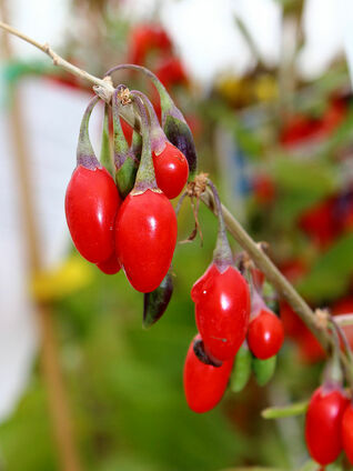 Goji-Beeren sind im Geschmack wie eine Mischung aus Cranberry und Kirsche.
