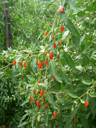 Die Goji-Beere ist ein sommergrüner Strauch mit bogenförmig überhängenden Zweigen.
