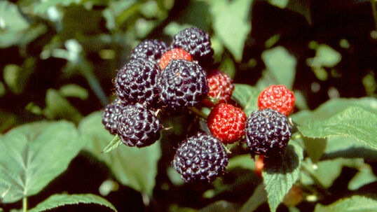 Schwarze Himbeere ‘Bristol’