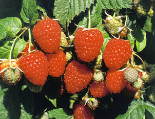 Himbeere Himbo-Top® 