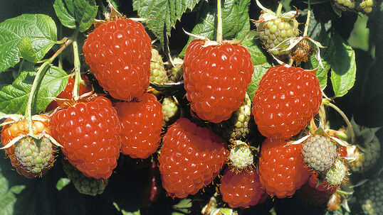 Himbeere Himbo-Top ® 