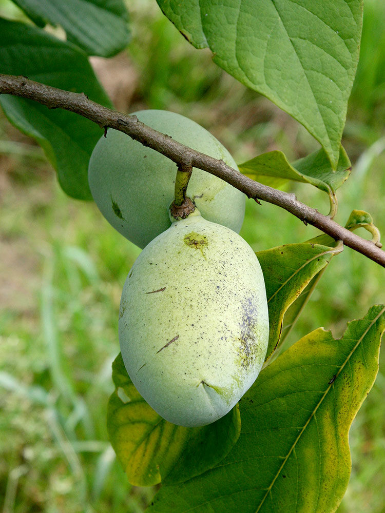 Indianerbanane  Asimina triloba | Hauenstein AG