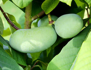 Indianerbanane – Asimina triloba