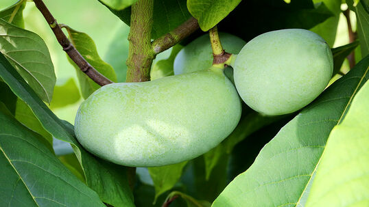 Asimina triloba 'Sunflower' Foto © Günter Diekmann