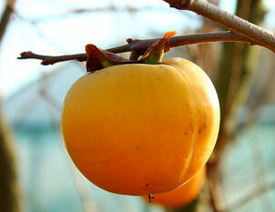 Kaki – Diospyros kaki 