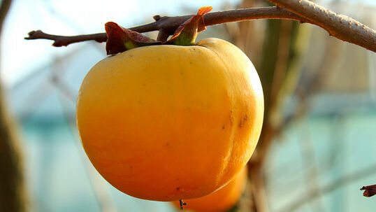 Der optimale Esszeitpunkt ist erreicht, wenn die Kaki sehr gut reif oder sogar überreif ist. Dann ist der bittere Gerbstoff abgebaut.