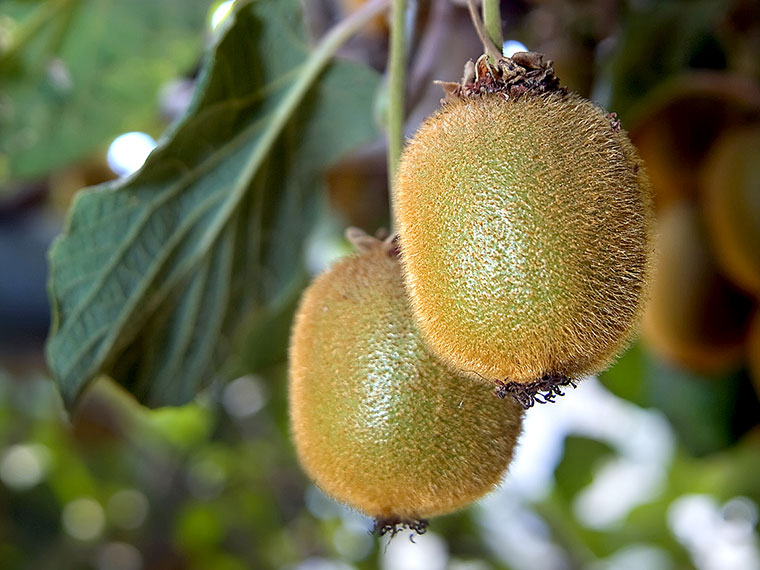 Kiwi  Actinidia | Hauenstein AG