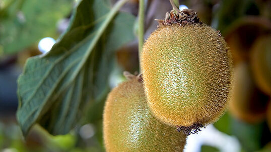 Die grossfruchtigen Kiwis müssen entweder geschält oder halbiert und ausgelöffelt werden.  Foto © Fotolia