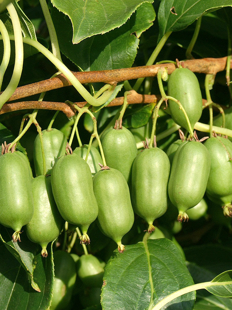 Kiwi  Actinidia | Hauenstein AG
