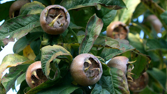 Bereits im Sommer bei grünem Laub sind die Früchte mit den markanten Kelchblättern gut sichtbar. 