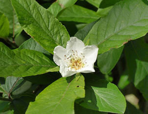 Mispel – Mespilus germanica 