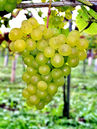 Vitis 'Goldperle'