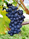 Vitis 'Nero'