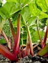 Rheum 'Holsteiner Blut'