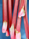 Rheum 'Livingstone'