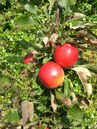 Malus 'Rhapsodie'