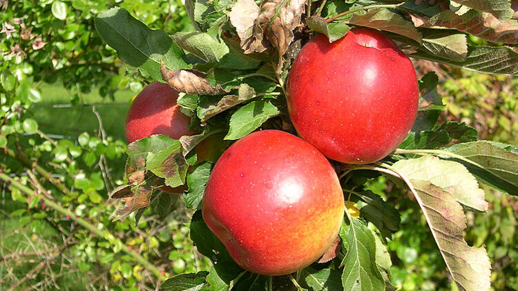 Sulenobst  Obstbume fr kleinere Grten und Gefsse | Hauenstein AG