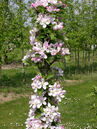 Malus 'Rondo'