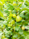 Ribes uva-crispa 'Invicta'