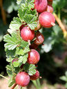 Ribes uva-crispa 'Hinnonmäki rot'