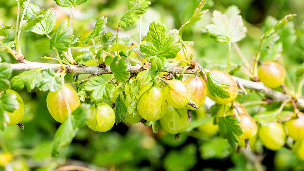 Stachelbeere – Ribes uva-crispa | Hauenstein AG
