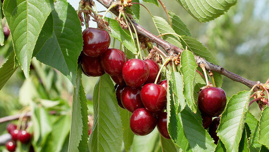 Prunus Hedelfinger Foto © PlantaPro