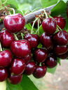 Prunus Hudson