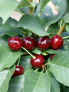 Prunus Morellino