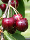 Prunus Star