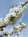 Prunus Swing