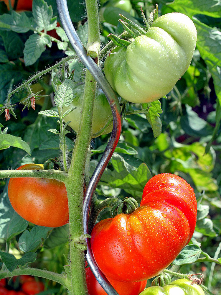 Griechische Balkontomate Samen – 10 Samen, Buschig & Kompakt – Ideal Für Topf Und Balkon, Süße Früchte