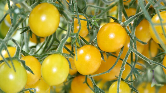 Solanum lycopersicum Hybride