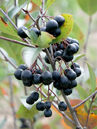 Aronia prunifolia 'Viking'