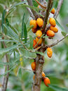 Hippophae rhamnoides 'Leikora'
