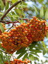 Sorbus aucuparia 'Edulis'  Foto © PlantaPro