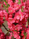 Prunus 'Garden Beauty'