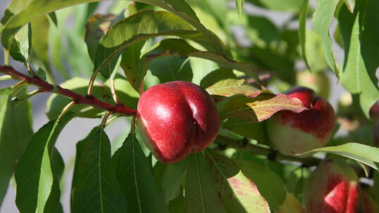 Prunus 'Garden Beauty'