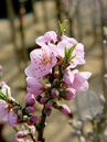 Prunus 'Garden Silver'
