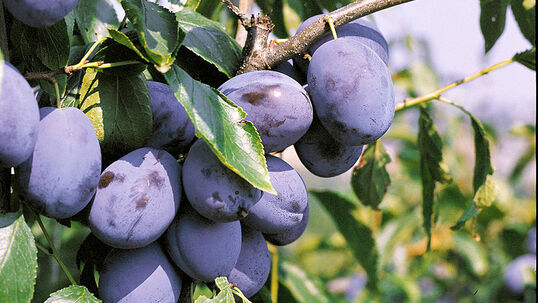 Zwetschge 'Hanita' (S)