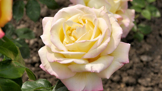 Rose Mme A. Meilland