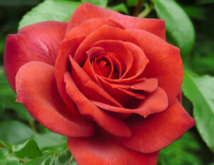 Rose Nubya®