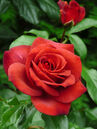 Rose Nubya® 