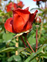 Rose Nubya®