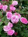 Gertrude Jekyll®
