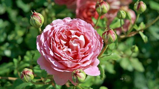 Jubilée Celebration® 