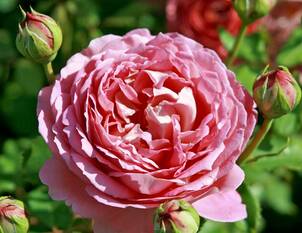 Englische und Romantische Rosen