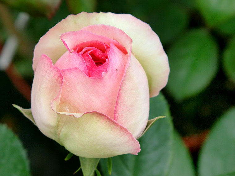 Bezaubernde Kletterrosen fr den Hausgarten | Hauenstein AG