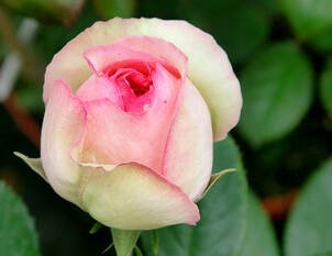 Bezaubernde Kletterrosen für den Hausgarten