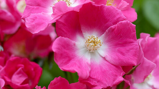 American Pillar Foto © Günter Diekmann